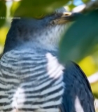  树枝上的野生鸟类特写2397#竖屏 	 