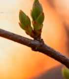  树枝上的嫩绿新芽特写2589#竖屏 	 