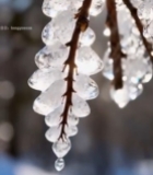 树枝上晶莹剔透的冰挂1156#竖屏 	 