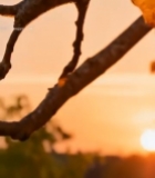  树枝上的核桃特写2767#竖屏 	 