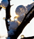  树枝覆雪带水滴特写画面6042#竖屏 	 