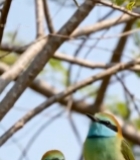  树枝上的两只蓝喉蜂虎(1)7204#竖屏 	 