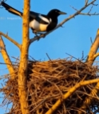  树枝上喜鹊俯身巢穴画面7610#竖屏 	 