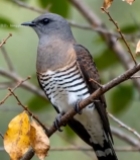  树枝上栖息的鸟类2792#竖屏 	 