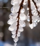  树枝上晶莹剔透的冰挂1156#竖屏 	 