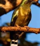  树枝上栖息的鸟类特写1163#竖屏 	 