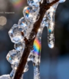  树枝上晶莹剔透的冰晶体1537#竖屏 	 