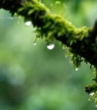  树枝上的苔藓与水珠特写572#竖屏 	 