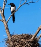  树枝上的喜鹊与鸟巢7798#竖屏 	 