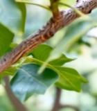  树枝上的青核桃特写(1)2318#竖屏 	 