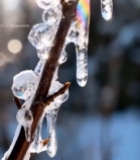  树枝上晶莹剔透的冰柱特写4583#竖屏 	 