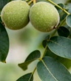  树枝上的青核桃果实(3)6025#竖屏 	 