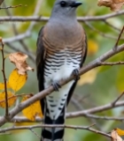  树枝上栖息的鸟4975#竖屏 	 