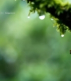  树枝上的苔藓与水珠特写572#竖屏 	 