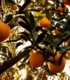  树上成熟的橙子特写279#竖屏 	 