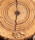  树干横截面微距特写(3)3143#竖屏 	 