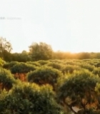  树上挂满成熟橙子2797#竖屏 	 