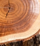  树干横截面微距素材4526#竖屏 	 