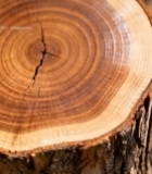  树干横截面微距特写(2)1425#竖屏 	 