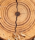  树干横截面微距特写(3)3143#竖屏 	 