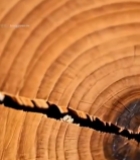  树干年轮微距特写(1)4418#竖屏 	 