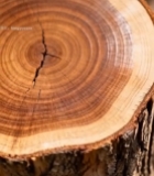  树干横截面微距特写(2)1425#竖屏 	 