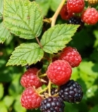  树莓果实特写477#竖屏 	 