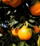  树上挂着的新鲜橘子(1)5919#竖屏 	 