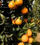  树上挂着的新鲜橘子5838#竖屏 	 