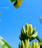  树上成串未成熟绿色香蕉2569#竖屏 	 