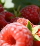  树莓微距特写素材4166#竖屏 	 