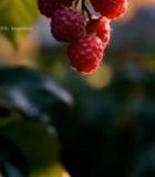  树莓果实特写(1)5107#竖屏 	 