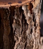  树干横截面微距特写(1)1314#竖屏 	 