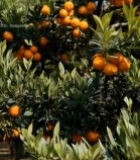  树上成熟的橘子果实特写6243#竖屏 	 