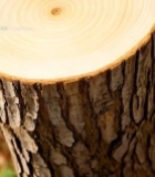  树木年轮特写素材(1)3842#竖屏 	 