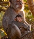  树上猕猴母子依偎3485#竖屏 	 