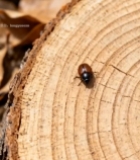  树干上爬行的昆虫特写2875#竖屏 	 