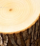  树木年轮特写素材(1)3842#竖屏 	 