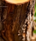  树干横截面特写()(2)6375#竖屏 	 