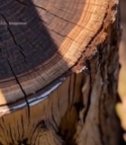  树干横截面特写(14)6665#竖屏 	 