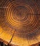  树干横截面特写(4)1352#竖屏 	 