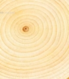  树干横截面年轮特写(2)4303#竖屏 	 