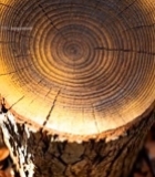  树干横截面年轮特写2880#竖屏 	 