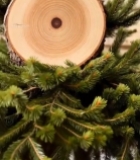  树干横截面特写(11)3747#竖屏 	 