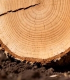  树干横截面特写(6)2473#竖屏 	 