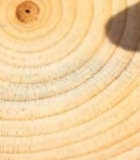  树干横截面特写素材(1)5363#竖屏 	 