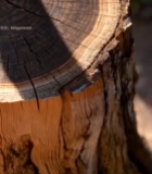  树干横截面特写(7)2683#竖屏 	 