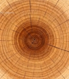  树干横截面特写(1)274#竖屏 	 