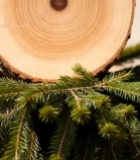  树干横截面特写(17)7625#竖屏 	 