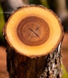  树干横截面特写(10)3355#竖屏 	 